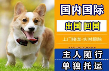 九江市宠物托运公司九江市宠物托运公司九江市宠物托运公司