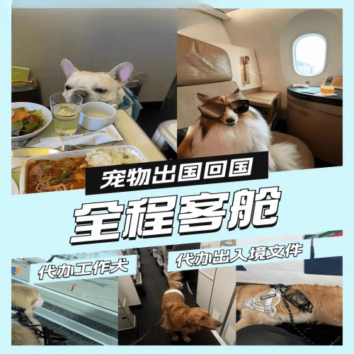 九江市宠物托运到白俄罗斯宠物入境规定和要求