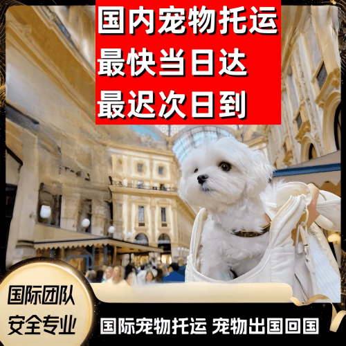 九江市到澳大利亚（澳洲）宠物入境规定和要求